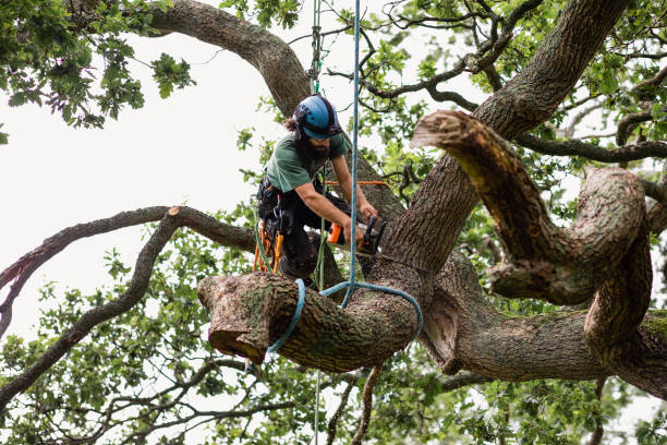 How Our Tree Care Process Works  in  Lincoln Village, OH