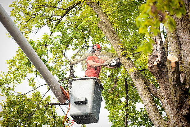 Tree and Shrub Care in Lincoln Village, OH