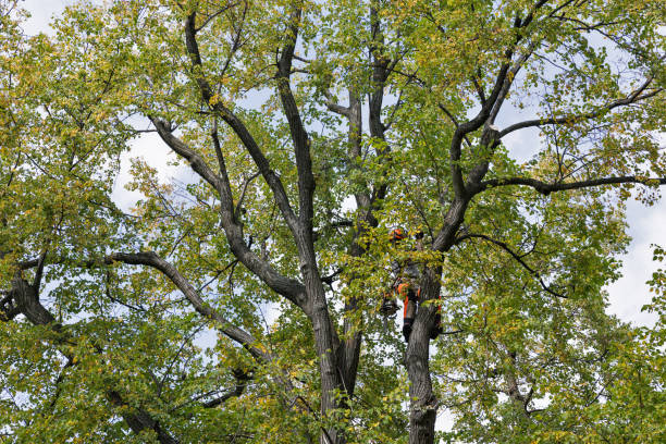 Professional Tree Services in Lincoln Village, OH